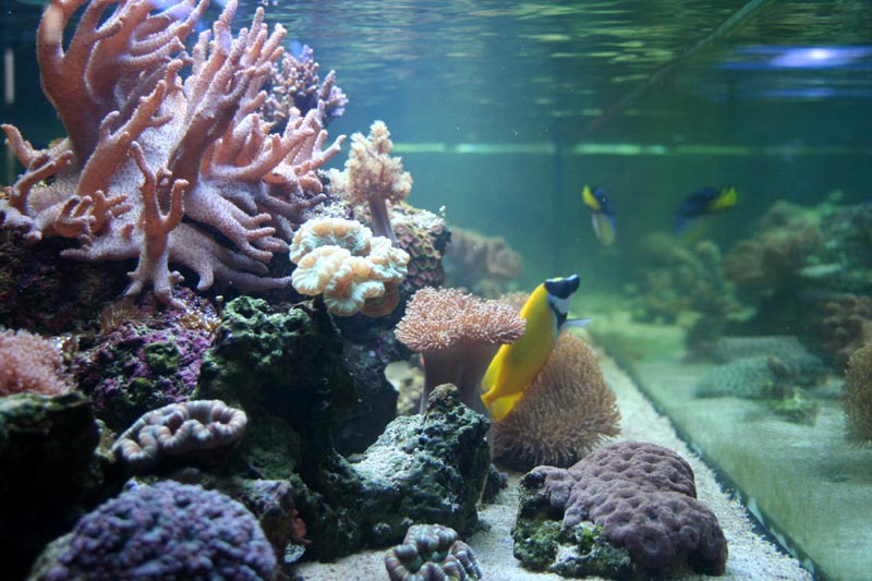 Killikus&reg; Fotographie